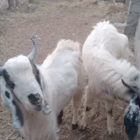 کهره نر|حیوانات مزرعه|تیمور آباد, |دیوار