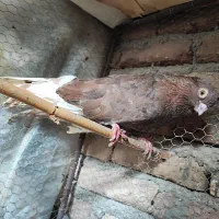 کبوتر نر سرور پرکلا عتیقه نوک سفید چشم زرد