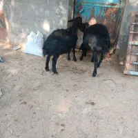 دوراس بره