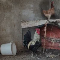 مرغ و خروس محلی زیبا|حیوانات مزرعه|ایذه, |دیوار