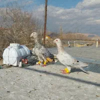 پرنده|پرنده|آبگرم, |دیوار