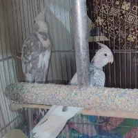 عروس سفید کت توسی|پرنده|قم, زند آباد|دیوار