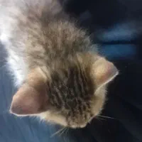 واگذاری رایگان بچه گربه