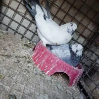 کبوتر اصفهانی