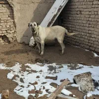 ماده سراب نسل دار