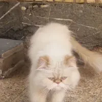 گربه|گربه|اهواز, کوی راه کربلا|دیوار