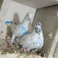 کبوتر|پرنده|بروجرد, |دیوار