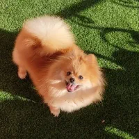 سگ پامر خرسی وارداتی