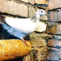 کفتر|پرنده|قره کهریز, |دیوار