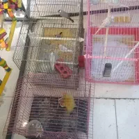 عروس هلندی گلدین نرگسی