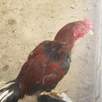 خروس لاری بدن دار|حیوانات مزرعه|مشهد, چهاربرج|دیوار