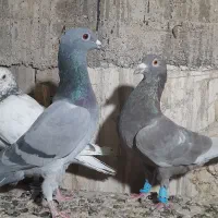 پلاکی|پرنده|شیراز, عادل آباد|دیوار