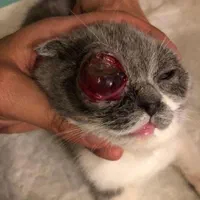 دامپزشک در محل،تمام مناطق (تهران،شهریار و حومه)|خدمات پیشه و مهارت|تهران, مهرآباد جنوبی|دیوار