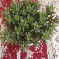 فروش تعدادی گیاهان آپارتمانی