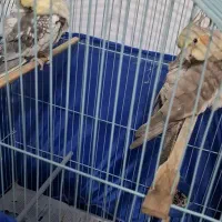 عروس هلندی مولد