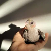 عروسکهای زیبا