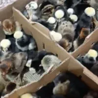 جوجه سلطان و لهستانی عمده
