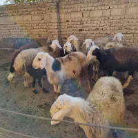 بره قوچ|حیوانات مزرعه|سیلاخور, |دیوار