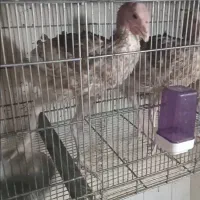 جوجه بوقلمون نر