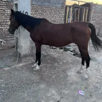اسب مادیان حمدانی آروم خی