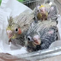 جوجه عروس هلندی