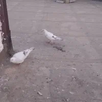 جفت سار آلمانی نسل آوریل و آردن