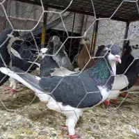 کبوتر|پرنده|قزوین, |دیوار