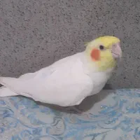 گمشده