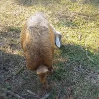 سلام نره بره های تخمی برای داشتی کبود|حیوانات مزرعه|رامیان, |دیوار