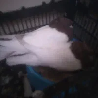 کبوتر کله ای....