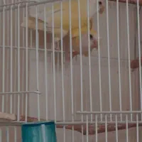 یک جفت کوتوله برزیلی معاوضه نرگسی قناری|پرنده|شیروان (خراسان), |دیوار