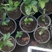 نهال بادرنگ(بالنگ)