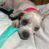 ‌واگذاری سگ