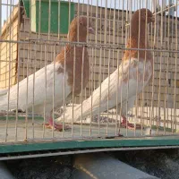 دوتا کله زرد نر