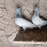 دمسفید.رنگه‌.جوجه‌مسافتی