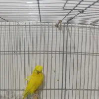 مرغ عشق پروانه ای ماده ای اماده