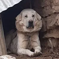 پژدرعالی|سگ|ساروق, |دیوار