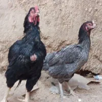 مرغ و خروس نسل دار ضمانتی