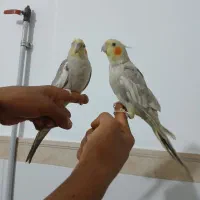 عروس هلندی
