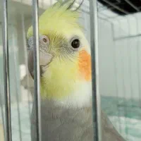 فروش عروس هلندی بهترین نژاد..|پرنده|کوهدشت, |دیوار