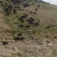 بره نر