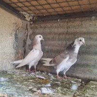 کفتر  ۲ تا جوجه