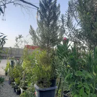 لاوسون تک و عمده انواع کاج و سرو|خدمات باغبانی و درختکاری|فلاورجان, |دیوار