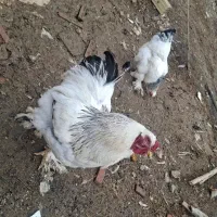 مرغ خروس ۵تا|حیوانات مزرعه|کرمانشاه, |دیوار