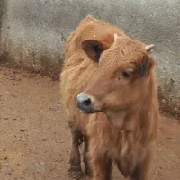 گوساله ماده