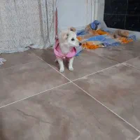 سگ اشپیتز|سگ|کرمانشاه, |دیوار