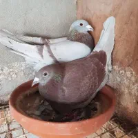 فروش پنج عدد کبوتر
