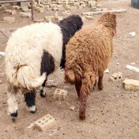 دوعدد بره نر و ماده درجه یک