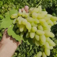 نهال پر کیفیت و اصلاح شده|خدمات باغبانی و درختکاری|زرین آباد, |دیوار