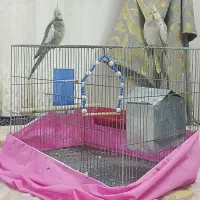 یه جفت عروس هلندی
